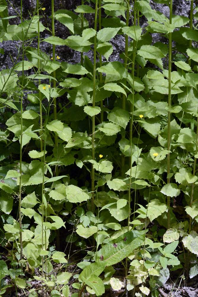 Lapsana communis / Lassana comune